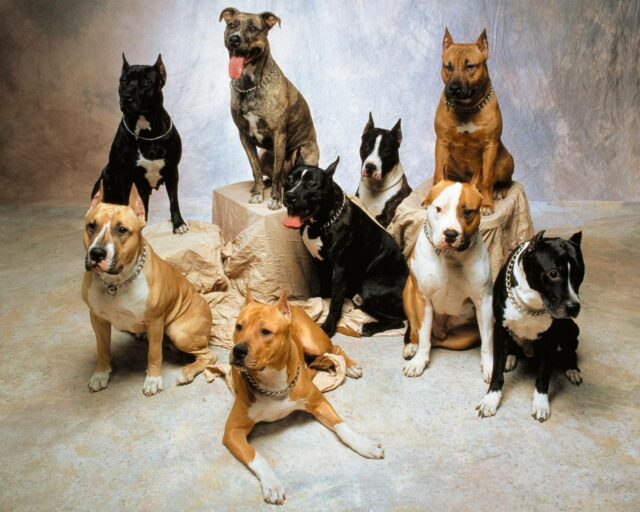 pitbulls group