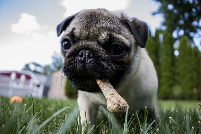puppy and chicken bone