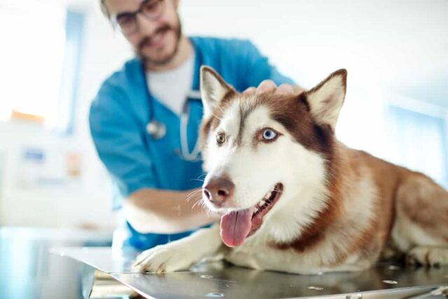 puppy essentials list dog and vet