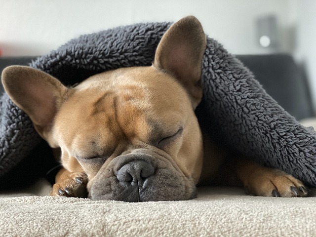 signs your dog is unhappy dog sleeping
