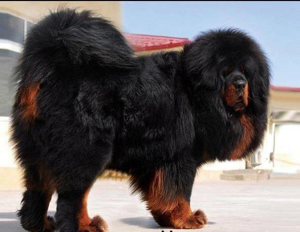 tibetan mastiff