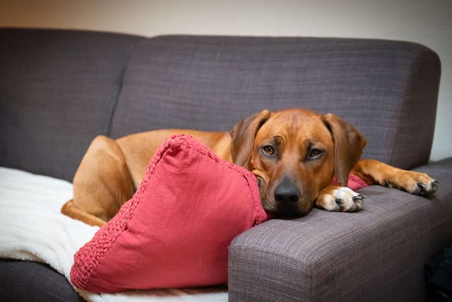 unhappy dog doesnt want to train