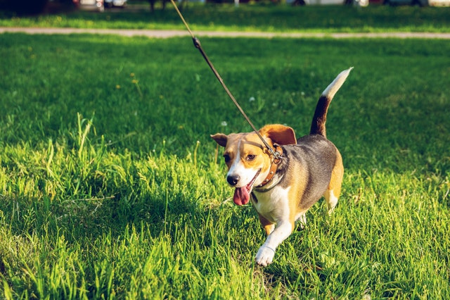 unhappy dog pacing
