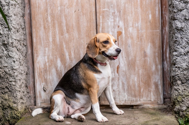 weird facts about dogs beagle