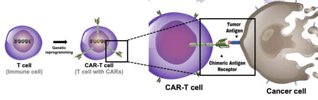 CAR T-Cell CAR T Cell