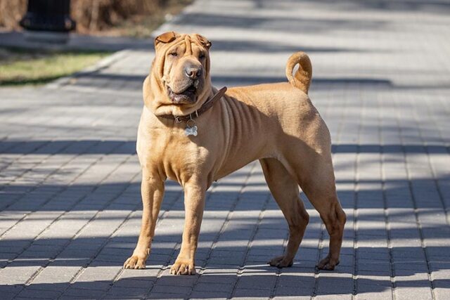 Chinese Shar Pei dog breed