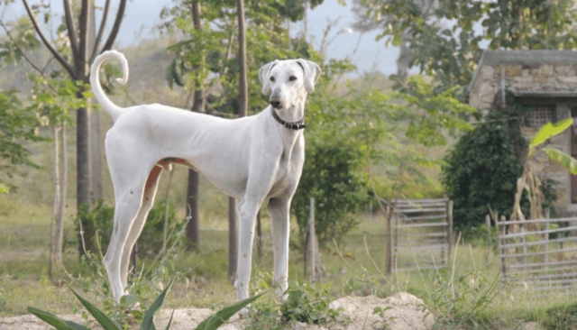 Chippiparai dog breeds