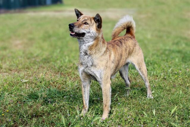 Jindo dog breed