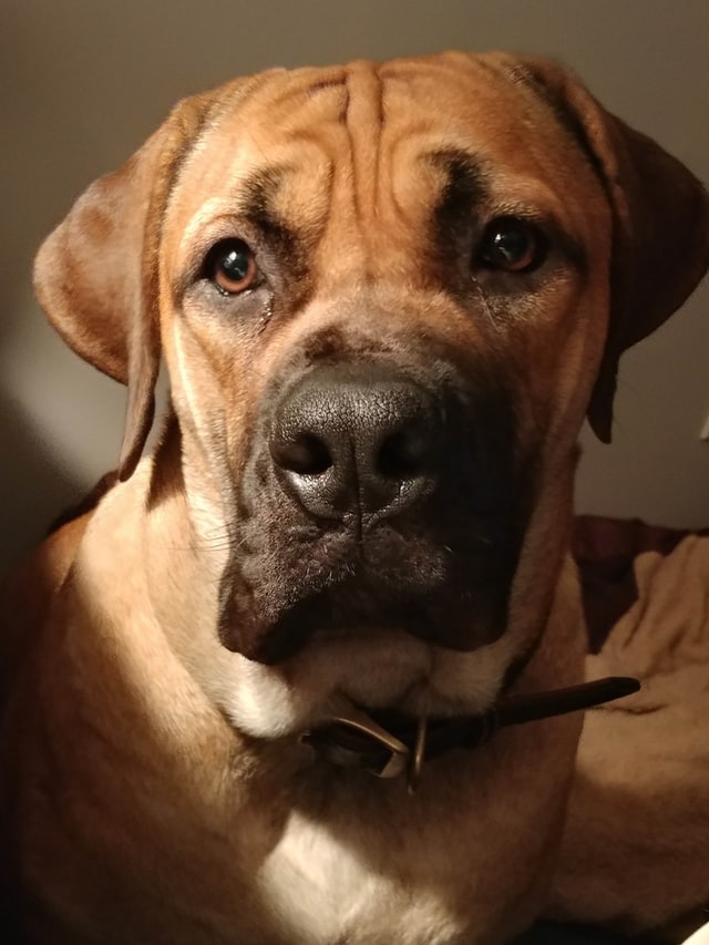african dog breed Boerboel