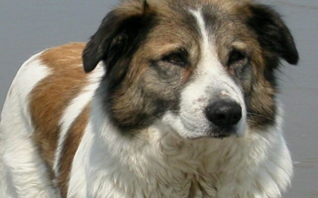 african dog breeds aidi