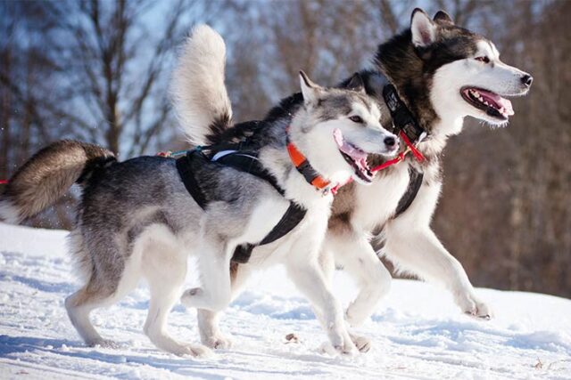 alaskan malamute