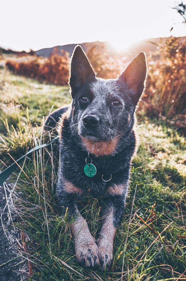 australian cattle dog