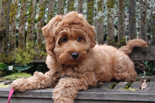 different dog breeds australian cobberdog