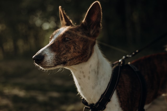 different dog breeds basenji