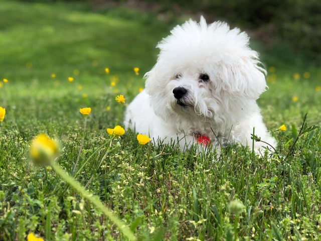 different dog breeds bichon frise