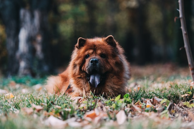 different dog breeds chow chow