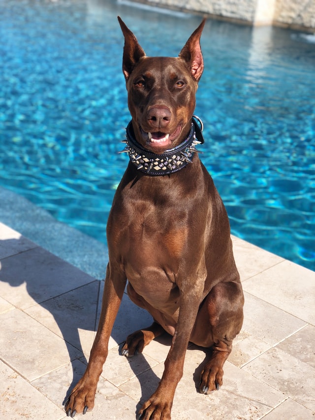 different dog breeds - doberman pinscher different dog breeds doberman pinscher