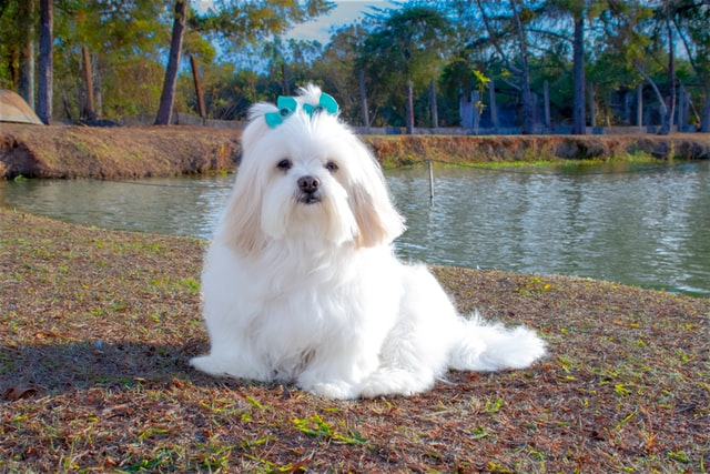 different dog breeds lhasa apso