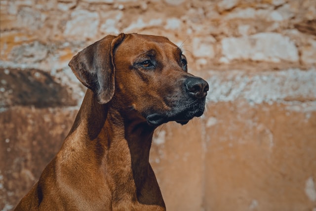 different dog breeds rhodesian ridgeback