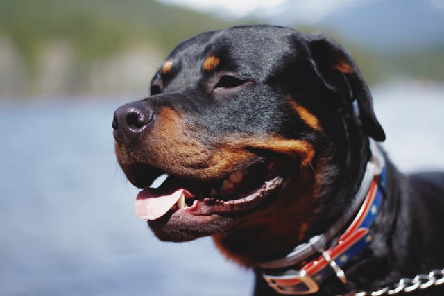 different dog breeds - rottweiler different dog breeds rottweiler