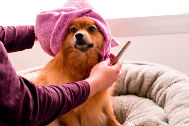 dog bath and grooming supplies towels