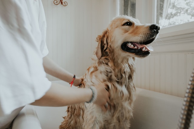 dog bath time