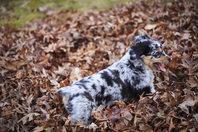 dog breed australian shepherd