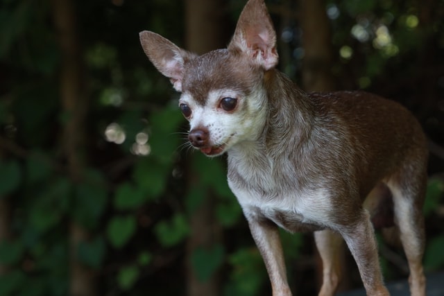 dog breed characteristics - chihuahua dog breed characteristics chihuahua