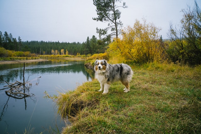 dog breed characteristics outdoors