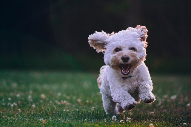 dog breed europe - poodle dog breed europe poodle