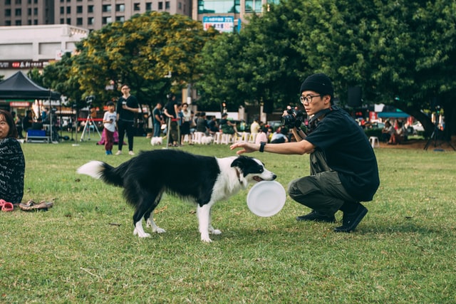 dog characteristics for off leash