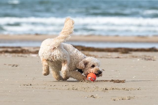 dog exercise on the beach