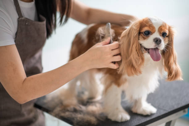 dog grooming combing