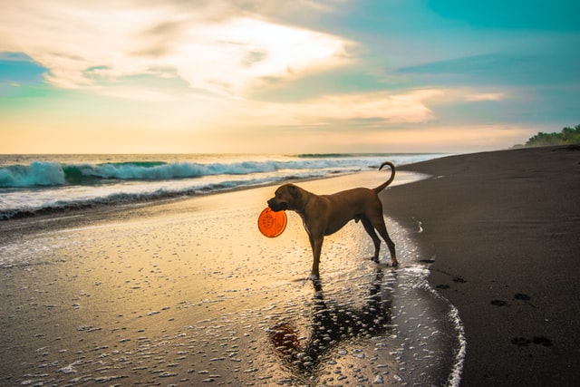 dog on beach sunset frisbee
