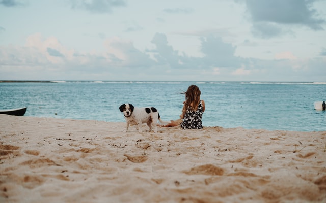 dog on the beach
