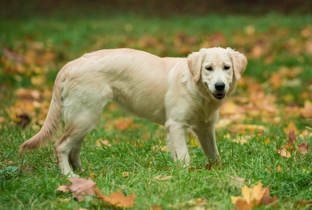 dog personality traits golden retriever