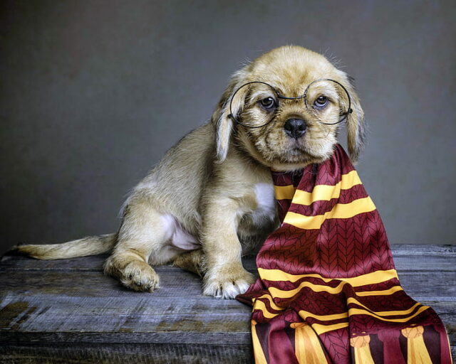 dog related idioms harry