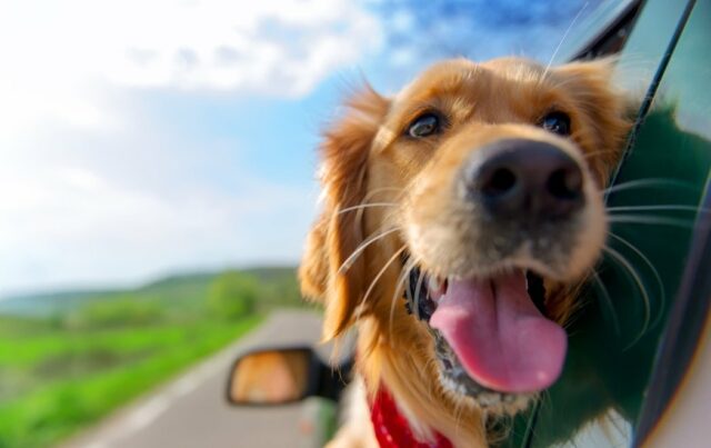 dogs on a roadtrip dogs on a roadtrip