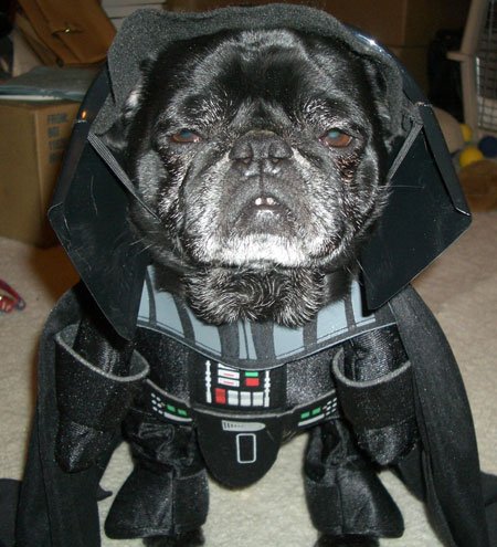 dor related idioms funny name arf vader