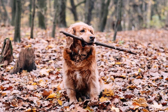 golden retriever fetch stick