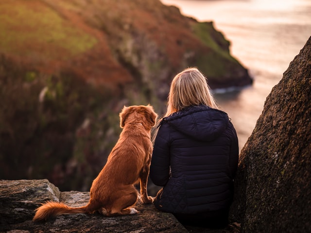 golden retriever therapy dog
