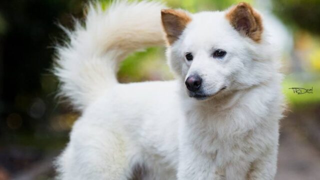 kintamani dog