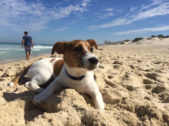 peasholmdogbeach2 peasholmdogbeach2