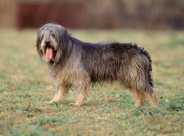 sapsali dog breed