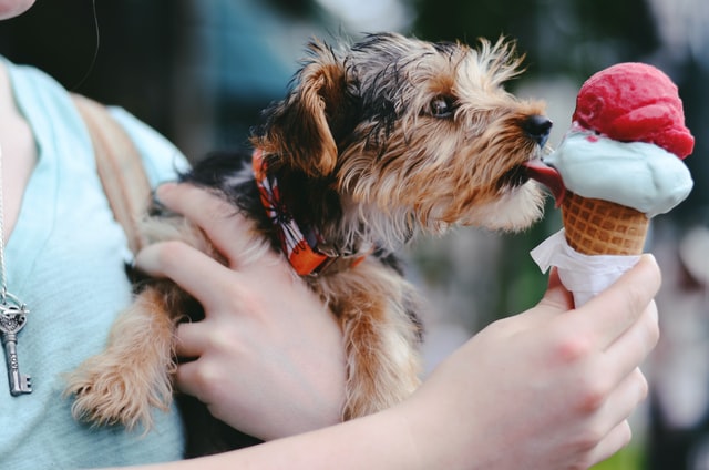 sweet treats for dogs ice cream