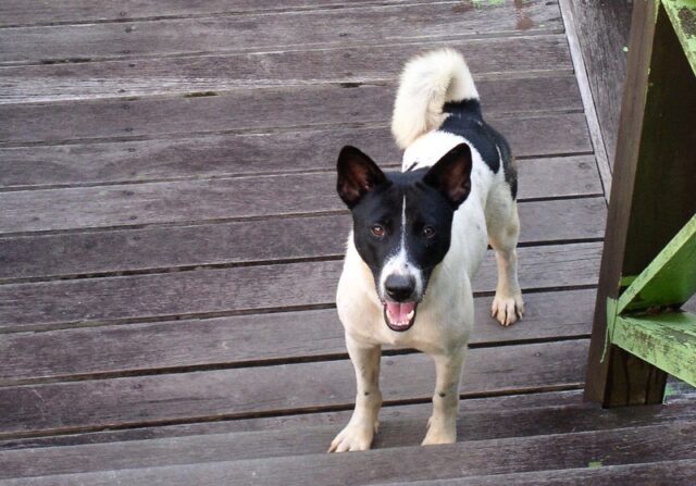 telomian dog breed