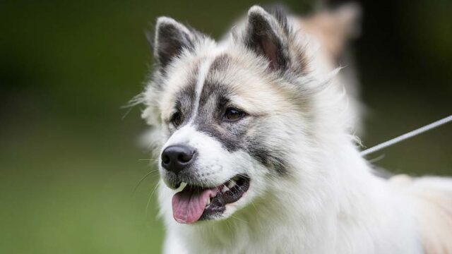 thai bangkaew dog