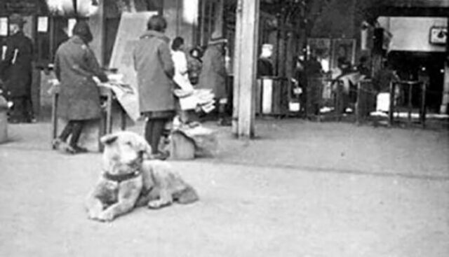 rare-photos-of-most-loyal-dog-hachiko rare photos of most loyal dog hachiko