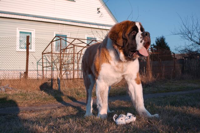 dog related words absolute unit