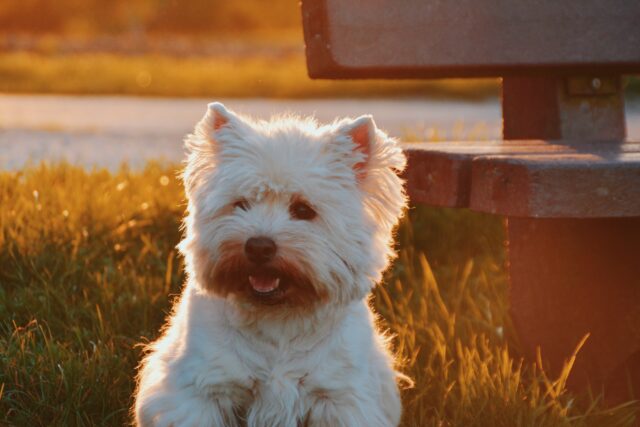 dog related words Smol